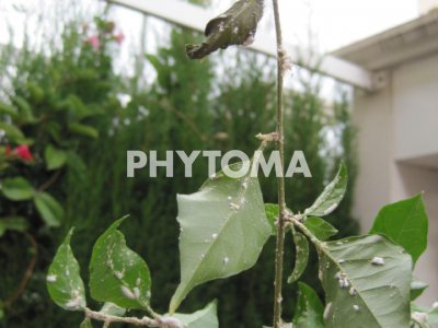 Phenacoccus peruvianus